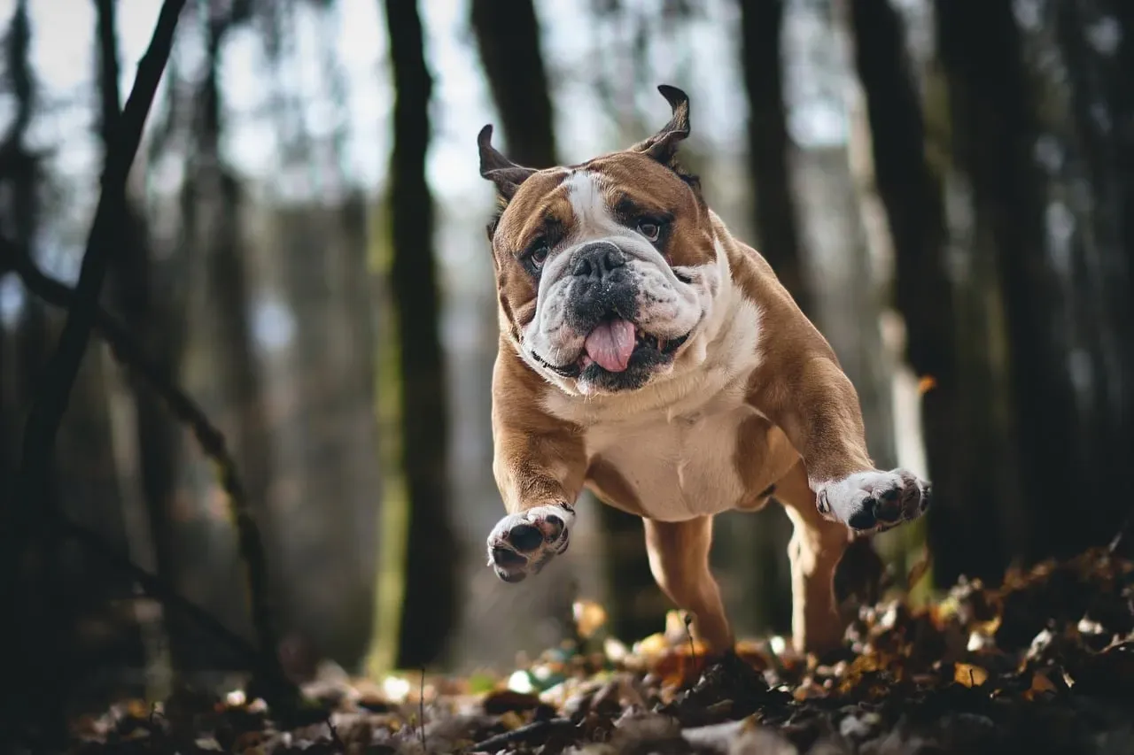 4. Jumping Up on People (Image Credits: Pixabay)