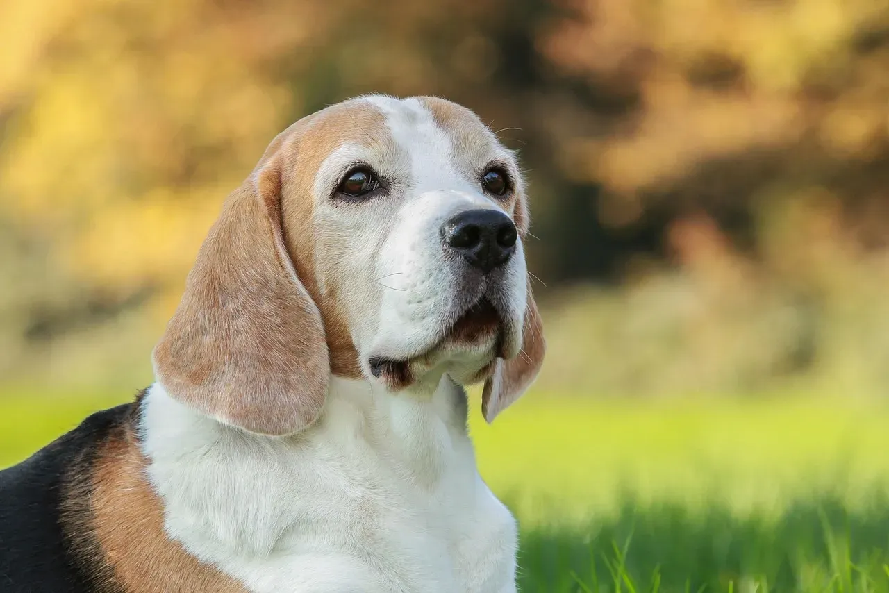 4. Beagle: The Pack-Loving, People-Obsessed Hound (Image Credits: Pixabay)