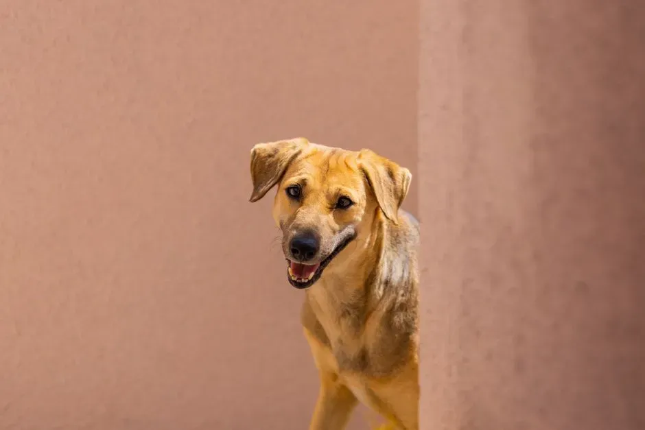 Practical Steps and a Measured Perspective (Image Credits: Pexels)