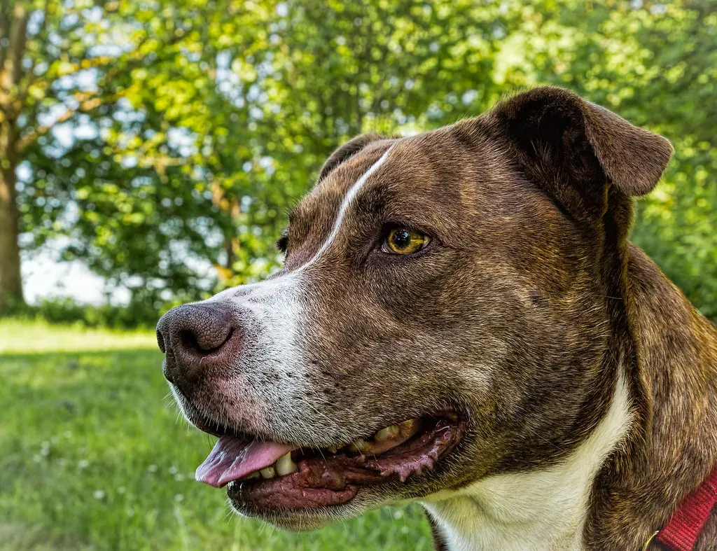 Reading Your Face and Body: Your Dog Is Watching Every Move (docoverachiever, Flickr, CC BY 2.0)