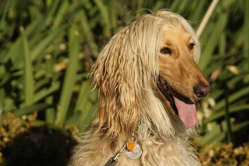 2. Afghan Hound: Elegance Comes At A Price (Image Credits: Wikimedia)