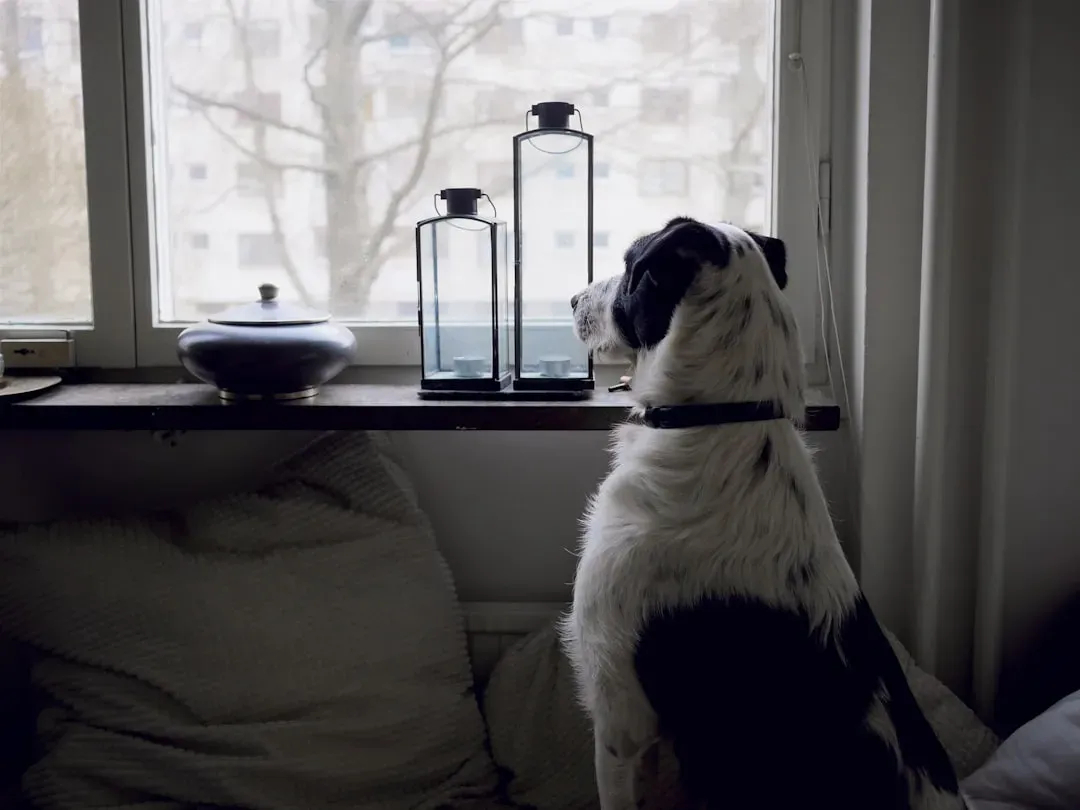 #9 - The Window Vigil Timed to the Minute (Image Credits: Unsplash)