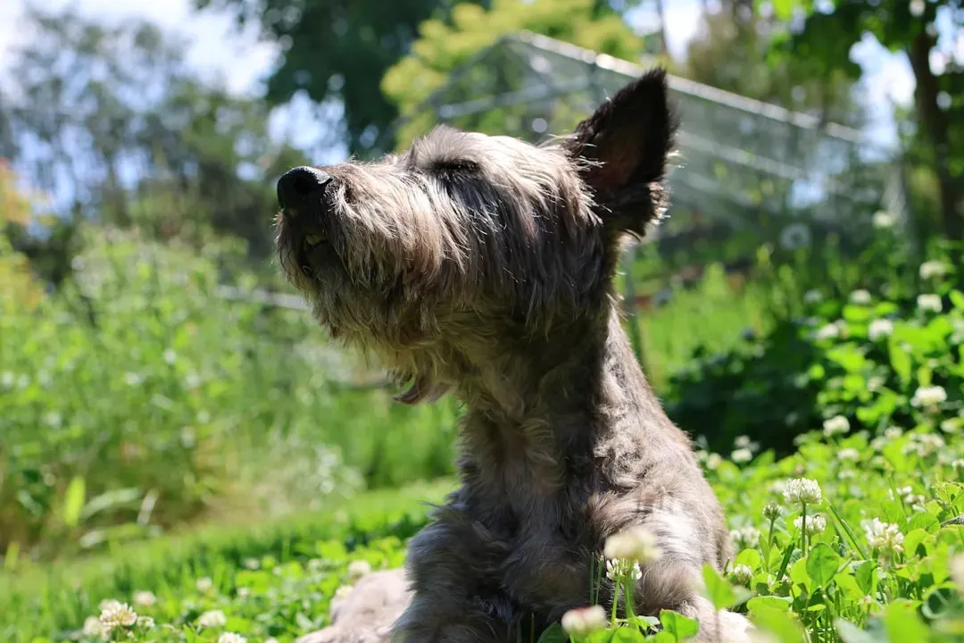 Capricorn: The Disciplined Scottish Terrier (Image Credits: Unsplash)
