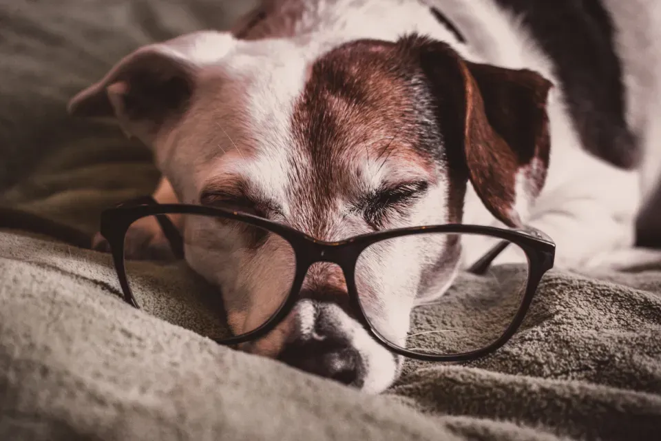 How to Help Your Dog Sleep Better and Dream More Peacefully (Image Credits: Stocksnap)