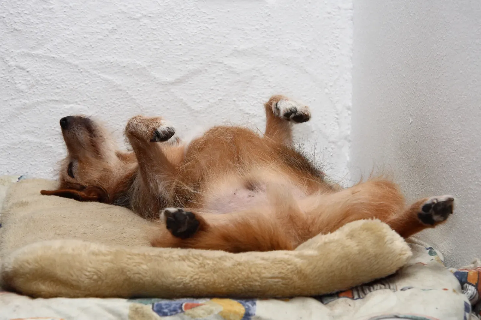 #8 - Sleep Posture Reveals More Than You'd Expect (By Waugsberg, CC BY-SA 3.0)