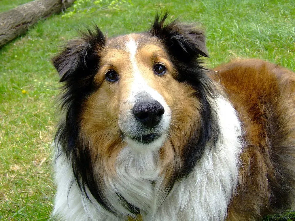 #7 Rough Collie: The Loyal One Who Watches for Shadows (ThreeDee912, Flickr, CC BY-SA 2.0)