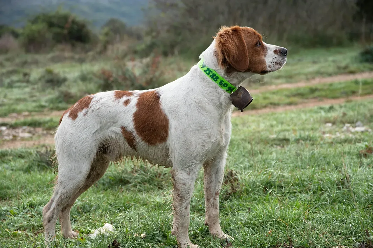 6. Brittany Spaniel: The Medium-Sized Breed with a Big Heart for Hiking (Image Credits: Pixabay)