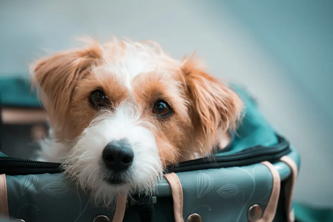5. Pack a Proper Dog Travel Kit (Image Credits: Unsplash)