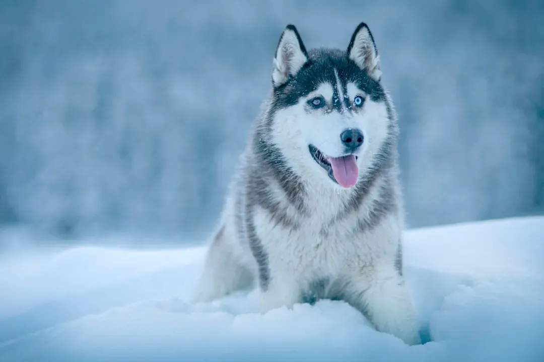 3. Husky: Escape Artist With Opinions (Image Credits: Unsplash)