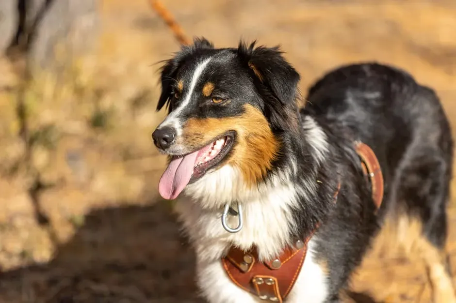 #9 Sagittarius (November 22 – December 21): The Australian Shepherd (Image Credits: Pexels)