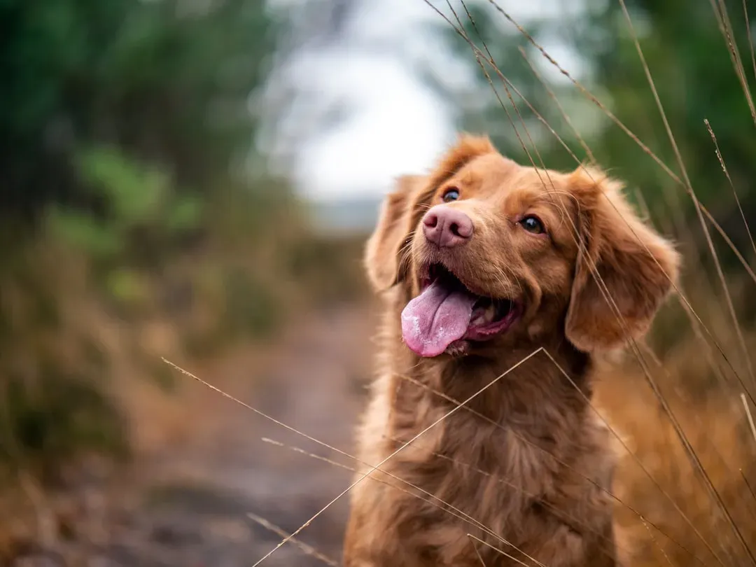 #14 - Your Dog's Microbiome Might Be Helping Yours (Image Credits: Unsplash)