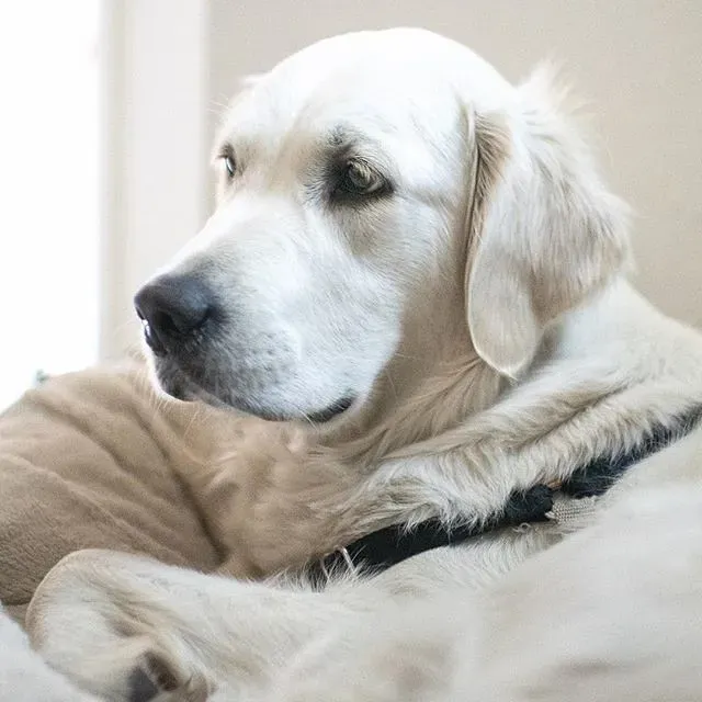 How to Calm Your Stressed Dog Down (Image Credits: Flickr)