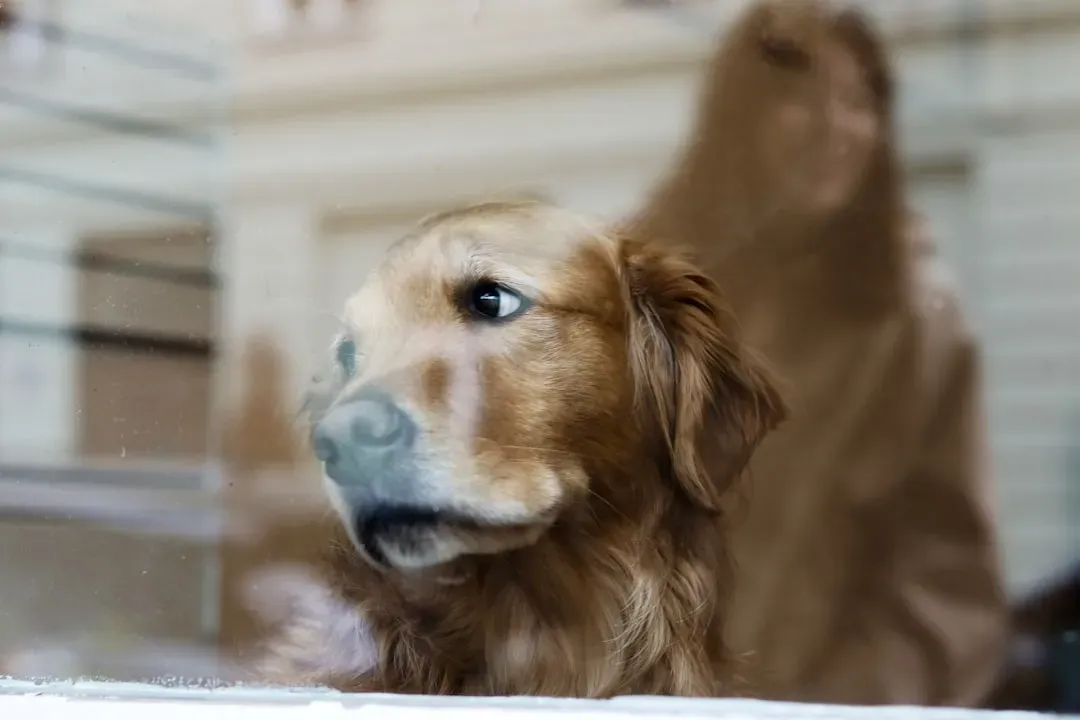 The Biology Behind The Bond (Image Credits: Unsplash)