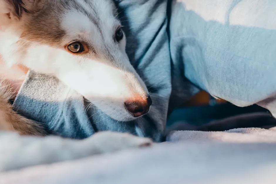 #4. Some Dogs Are Wired Differently - Meet the Velcro Dog (Image Credits: Pexels)