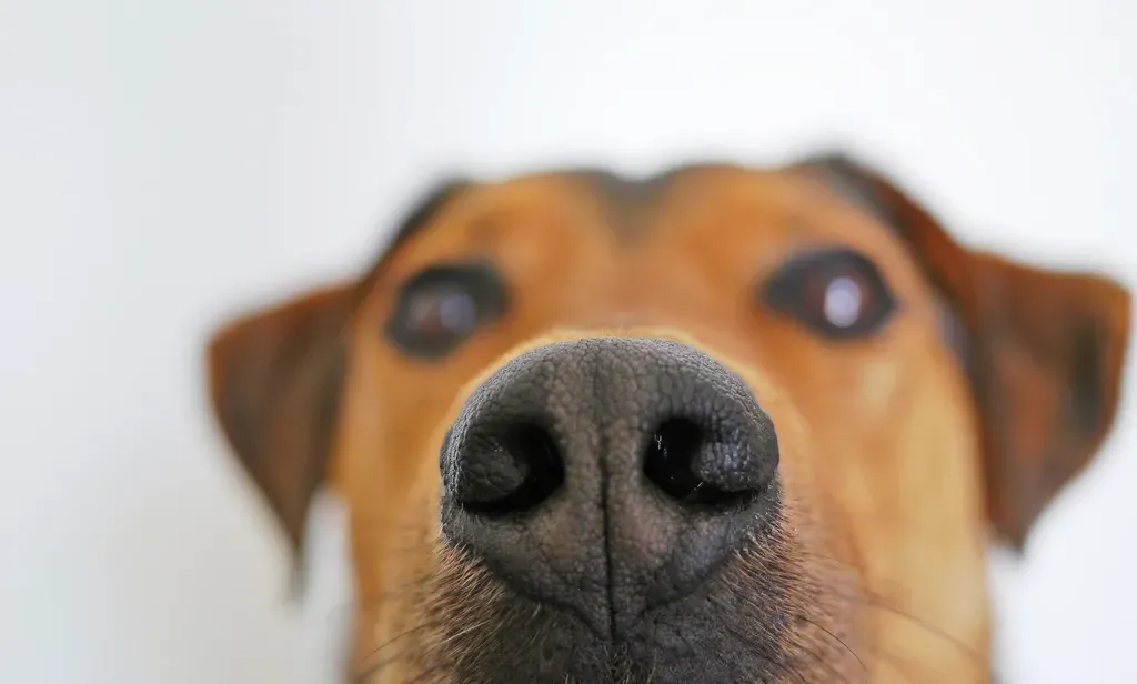 Why Dogs’ Noses Still Beat Many Machines (Image Credits: Rawpixel)