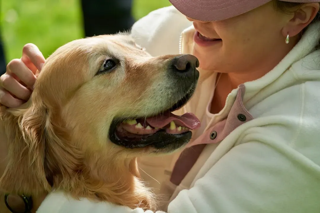 Golden Retriever (Image Credits: Unsplash)