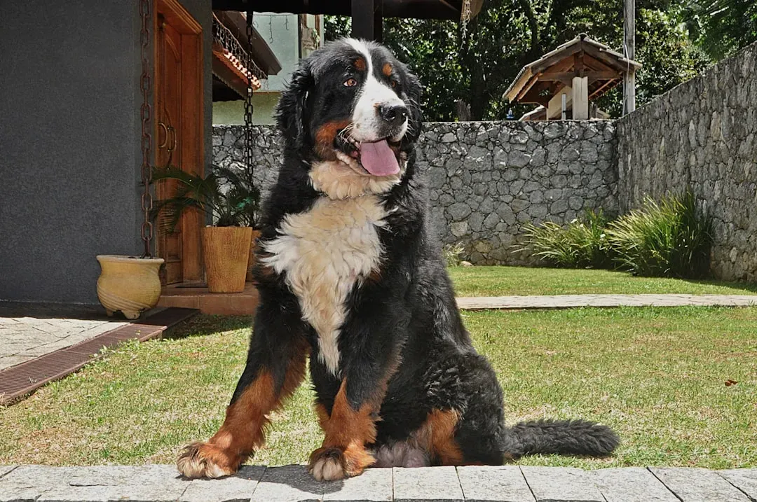 3. Bernese Mountain Dog: Majestic, Steady, and Mountain-Made (Image Credits: Unsplash)