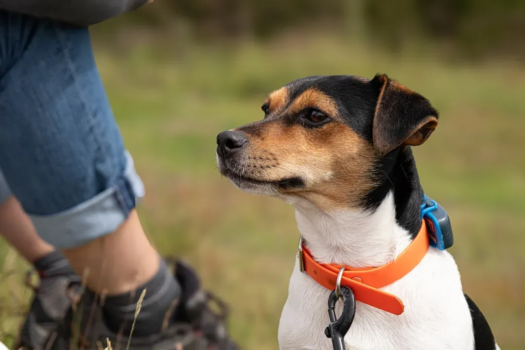 GPS Trackers: The Modern Safety Net Every Dog Owner Needs (Image Credits: Unsplash)