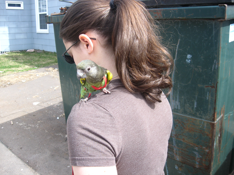 Parrots: The Chatty Confidants (Image Credits: Wikimedia)