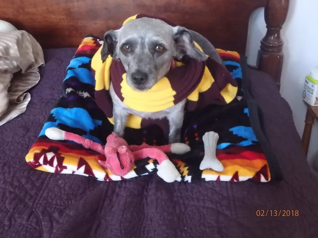 Universal Tips to Protect Your Furniture - Regardless of Breed (Image Credits: Flickr)