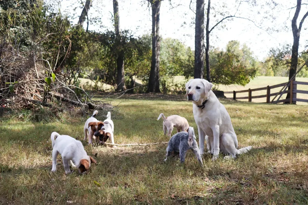 Your Dog Is Hardwired To Stick With The “Pack” (Image Credits: Unsplash)
