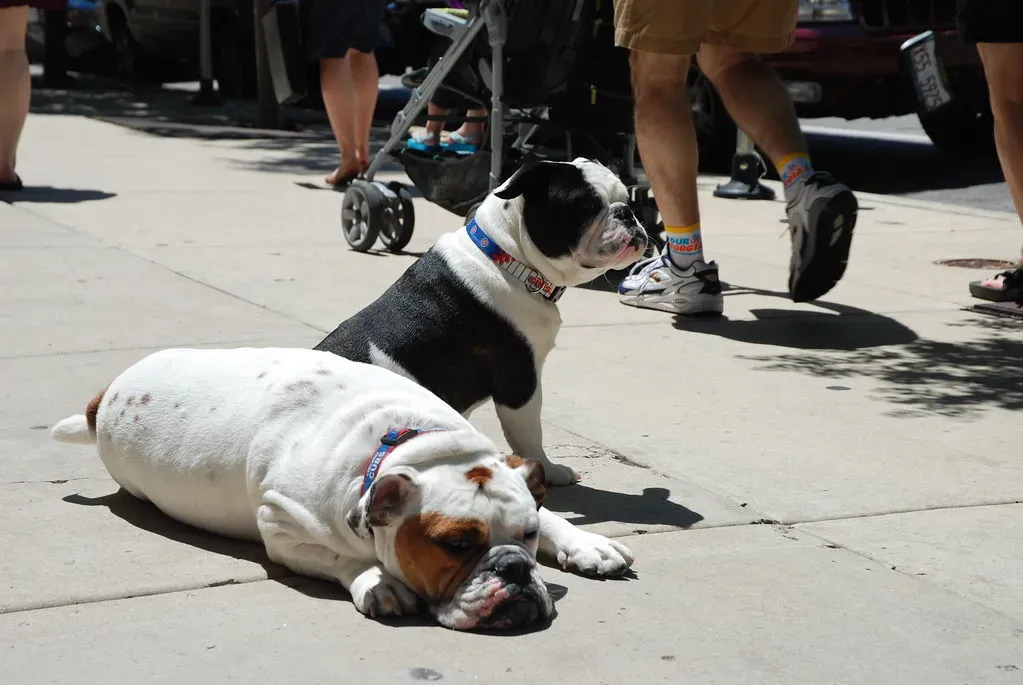 Taurus: Bulldog (In Memoriam: -Tripp-, Flickr, CC BY 2.0)