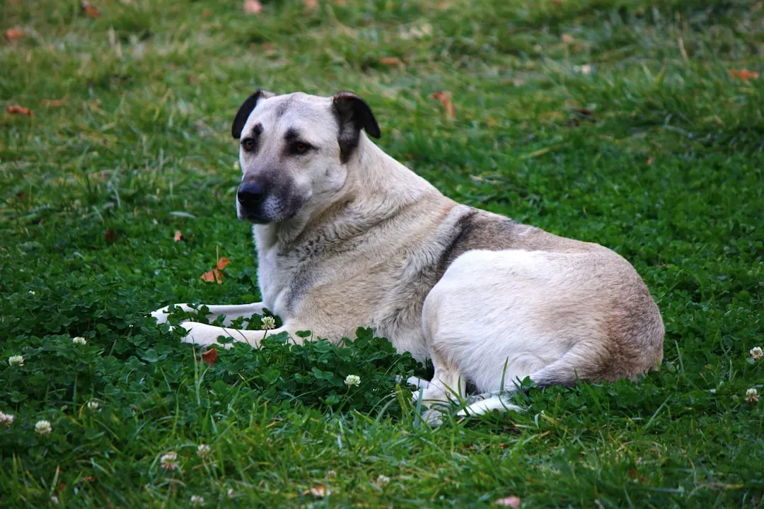 1. Kangal: The Ancient Turkish Guardian (Image Credits: Unsplash)