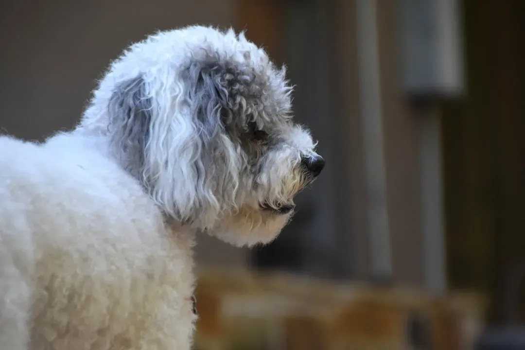 10. Poodle and Doodle Mixes: Rising Stars in Arizona (Image Credits: Unsplash)