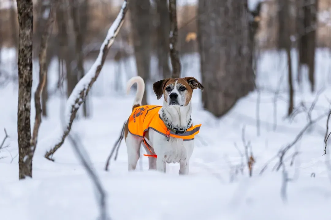 Proper Winter Gear and Short Outdoor Excursions (Image Credits: Unsplash)