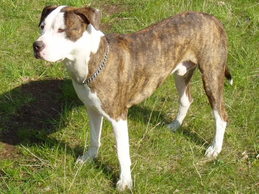 Breed-Specific Legislation: Well-Intentioned, Poorly Executed (vlastni dilo, Public domain)