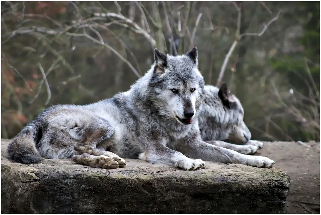 #5. Leo (July 23 – August 22): The Arctic Wolf (Image Credits: Pixabay)