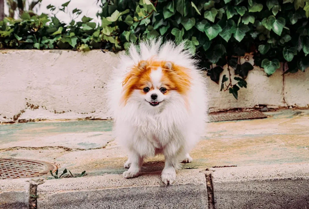 8. Papillon - The Tiny Dog With a Giant Brain (Image Credits: Unsplash)