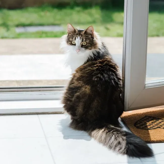 12. Microchipping, ID Tags, and Safe Home Modifications (Image Credits: Pexels)