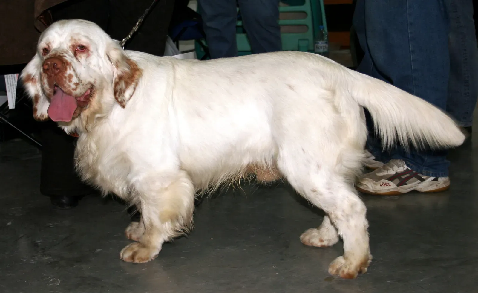 Clumber Spaniel: The Mellow Hunter's Companion (Image Credits: Wikimedia)