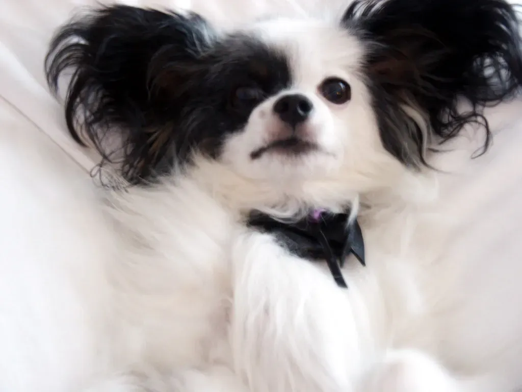 The Papillon: Tiny, Trainable, and Surprisingly Neat (Image Credits: Flickr)