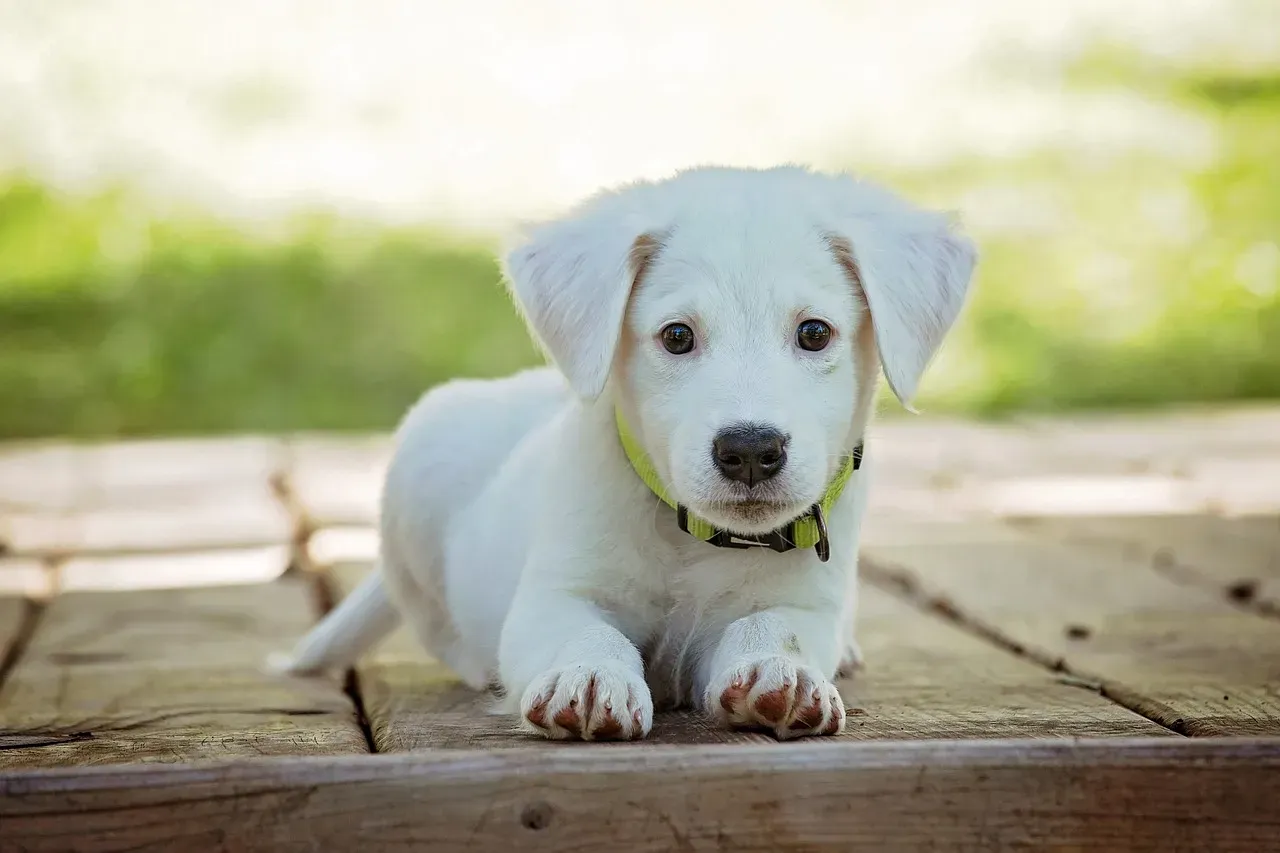 Conclusion: The Dog in Your Imagination Is Really You in Disguise (Image Credits: Pixabay)
