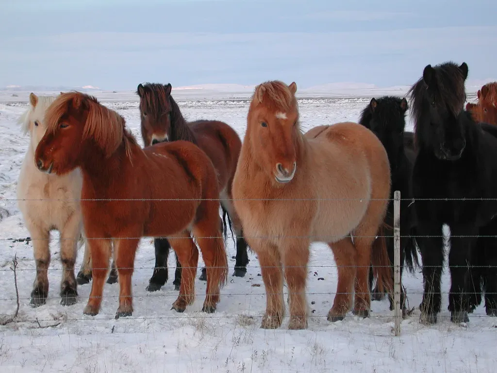 Icelandic Horse (Image Credits: Flickr)