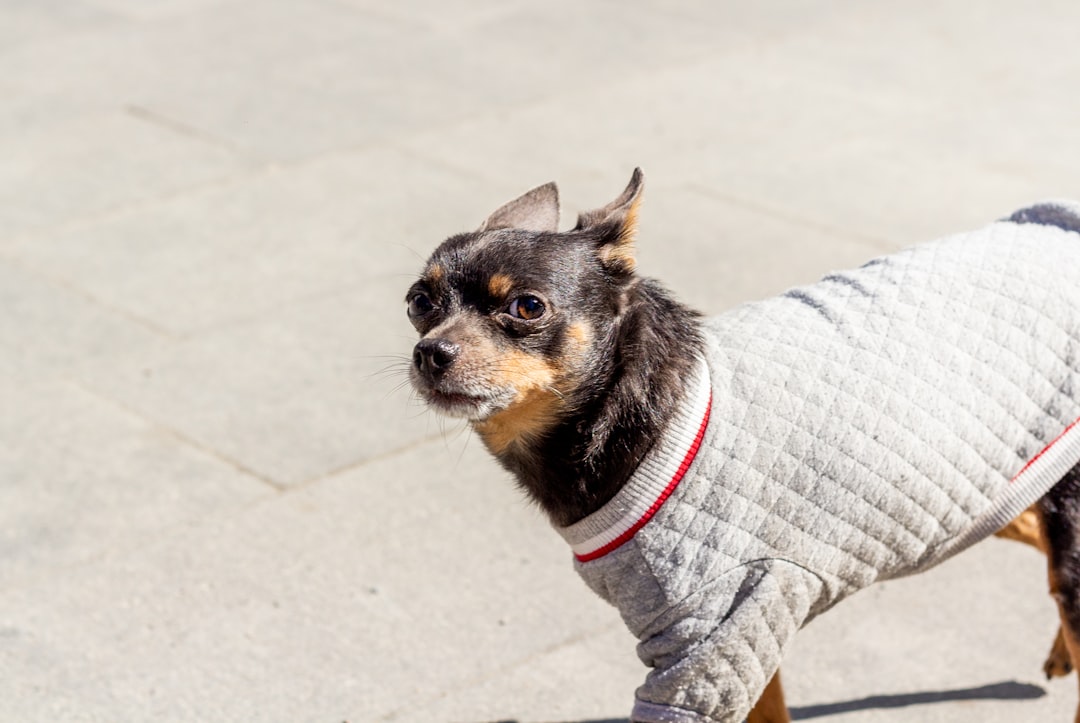 Chihuahua: A Tiny Body with Giant Heating Needs (Image Credits: Unsplash)