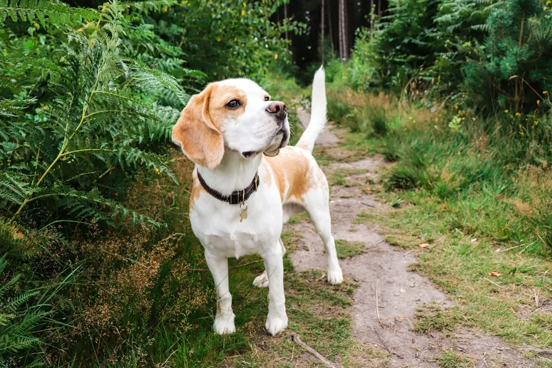 9. Beagle - The Curious Adventurer (Image Credits: Unsplash)