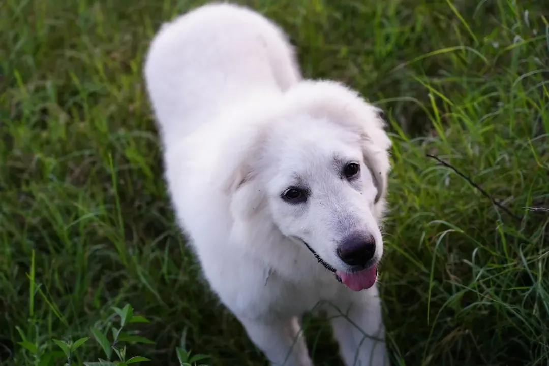 2. The Great Pyrenees: The Gentle Giant With Iron Resolve (Image Credits: Unsplash)