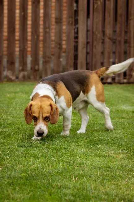 Conclusion: They’re Not Being Rude – They’re Being Remarkably Dog (Image Credits: Pexels)