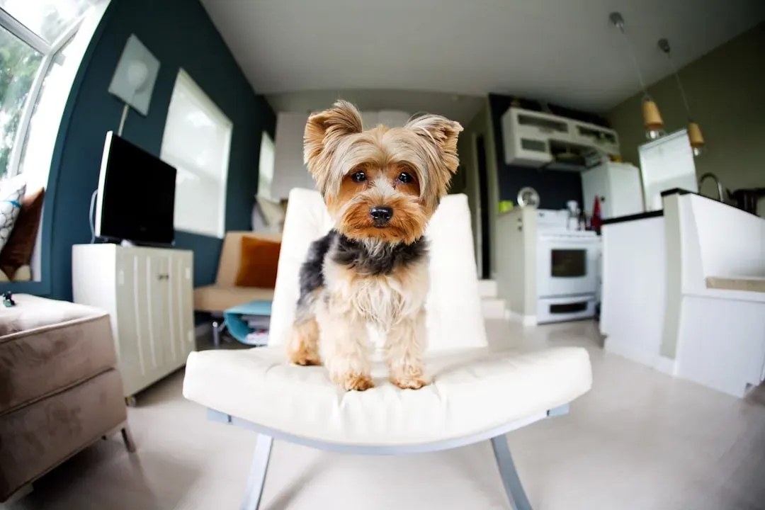 1. Yorkshire Terrier - The Bold Little Adventurer (Image Credits: Unsplash)