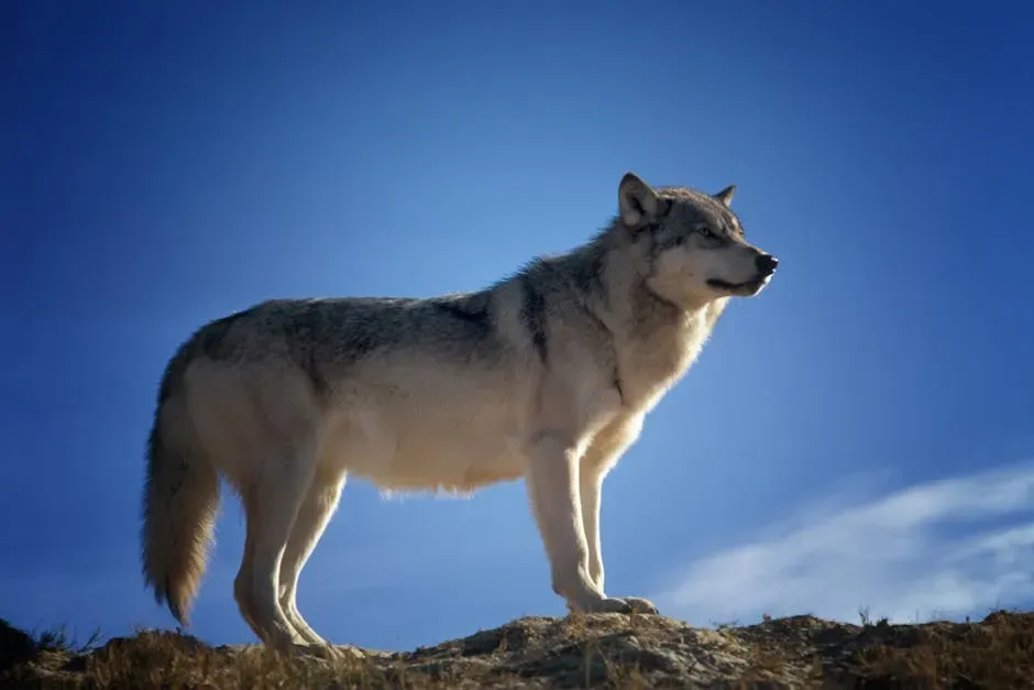 Taurus (April 20 – May 20): The Sentinel Wolf (Image Credits: Pexels)