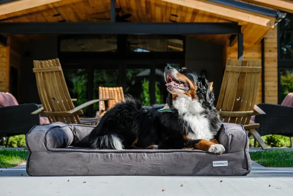 Practical Steps for Concerned Owners (Image Credits: Pexels)
