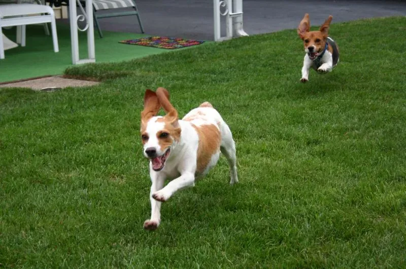 #7 - The Eternal Puppy Energy (Well Past Puppy Age) (Super Beagle!, CC BY 2.0)