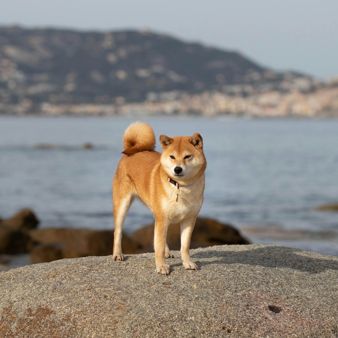 Shiba Inus: The Independent Spirits (Image Credits: Unsplash)