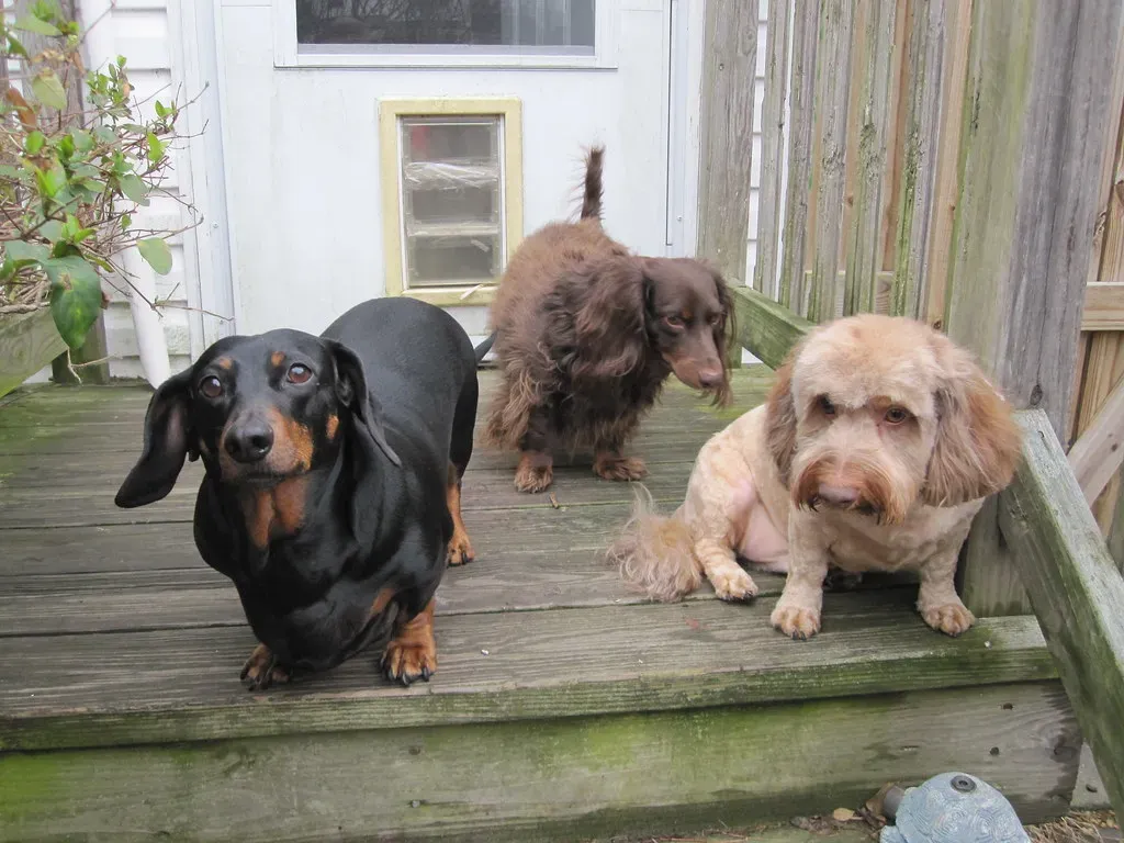 #2 - Their Sense of Smell World Shrinks Dramatically (Tobyotter, Flickr, CC BY 2.0)