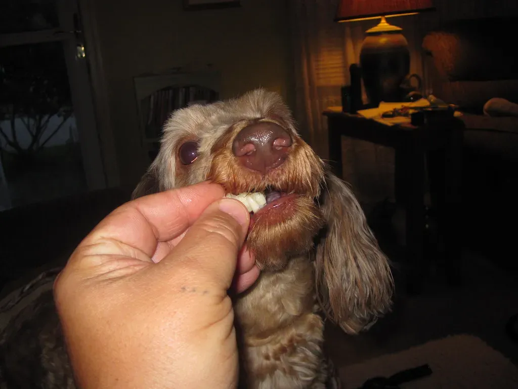 Apples: Sweet and Crunchy Treats (Image Credits: Flickr)