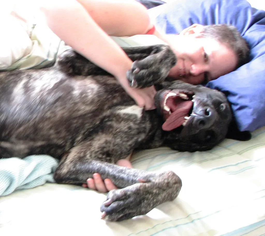 #10 - Turning Your Bed into a California King "Dog Nest" (robstephaustralia, Flickr, CC BY 2.0)