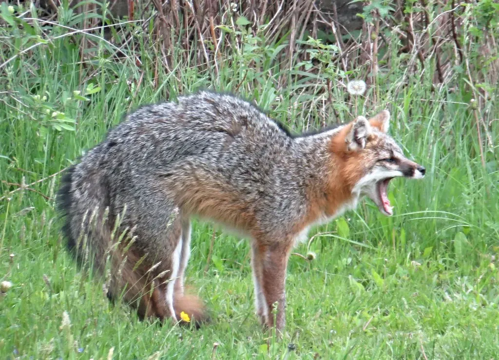 #2 Taurus (April 20 – May 20): The Gray Fox (d a murphy, Flickr, CC BY 2.0)